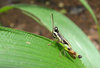 Grasshopper
