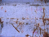 rusty violet texture