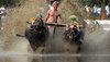 Buffalo Race