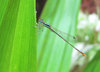 Damselfly