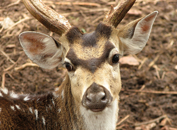 Tirupati Zoo