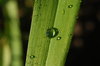 Droplets on leaf