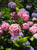 hydrangea bush
