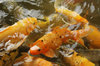 Koi