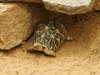 Indian Star Tortoise