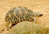 Indian Star Tortoise