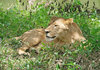 Lioness