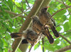 Jungle Babbler
