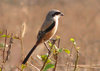 Long Tailed Shrike