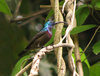 Sunbird