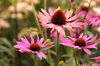 Flowers 2