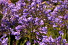 Flowers 4