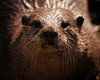 Otter Portait