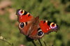 Butterfly 1