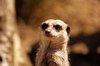 Meerkat 1