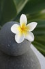 Frangipani (Plumeria) #1