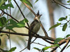 Red Whiskered Bulbul