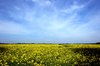 Field of Rapeseed