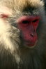 Japanese Macaque
