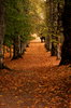 Autumn Avenue