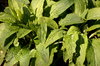 Green Leaves