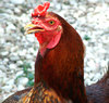 cockerel