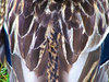 duck feathers