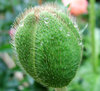 poppy bud