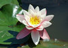 lily 1