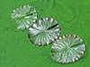 lilly pads