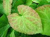 red and green leaves