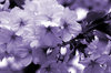 Cherry Blossom