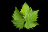 Grape Vine Leaf