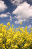 Yellow and Blue