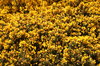 Yellow Gorse Flowers