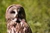 Great Grey Owl 2