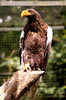 Stellar's Sea Eagle
