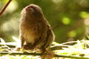 Pygmy Marmoset 2