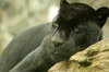 Black Jaguar