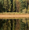 Mirror Trees