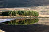 Reflected Tree 2