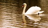 Reflected Swan