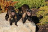 Capuchin Monkeys