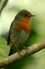Robin 2