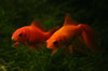 Two Goldfish