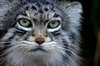 Pallas Cat 2