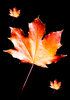 Autumn leaves 1