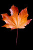 Autumn leaves 5