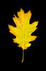 Autumn leaves 3
