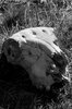 Skull 1